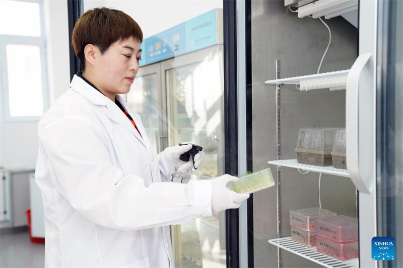 Σε πλήρη εξέλιξη οι γεωργικές δραστηριότητες στη Χεϊλονγκτζιάνγκ