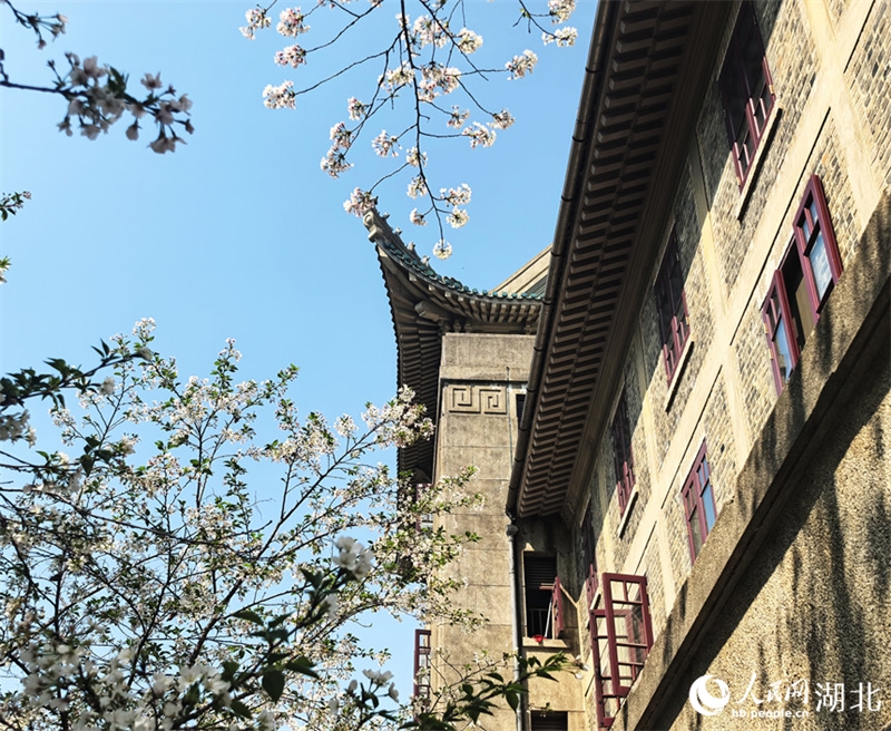 Οι Κερασιές έχουν ανθίσει πλήρως στο Πανεπιστήμιο του Γουχάν