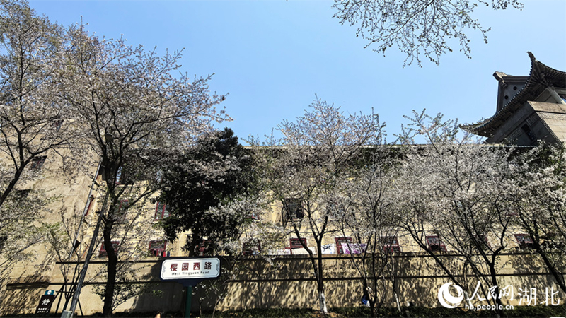 Οι Κερασιές έχουν ανθίσει πλήρως στο Πανεπιστήμιο του Γουχάν