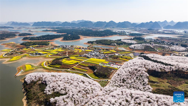 Εικόνες από τις ανθισμένες κερασιές στη Νέα Περιοχή Γκουεϊάν, στην επαρχία Γκουεϊτζόου της Κίνας