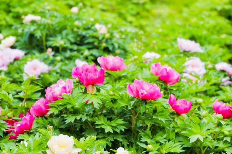 Το Λουογιάνγκ υποδέχεται νέους δημοσιογράφους από την Ευρασία με άρωμα παιώνιας