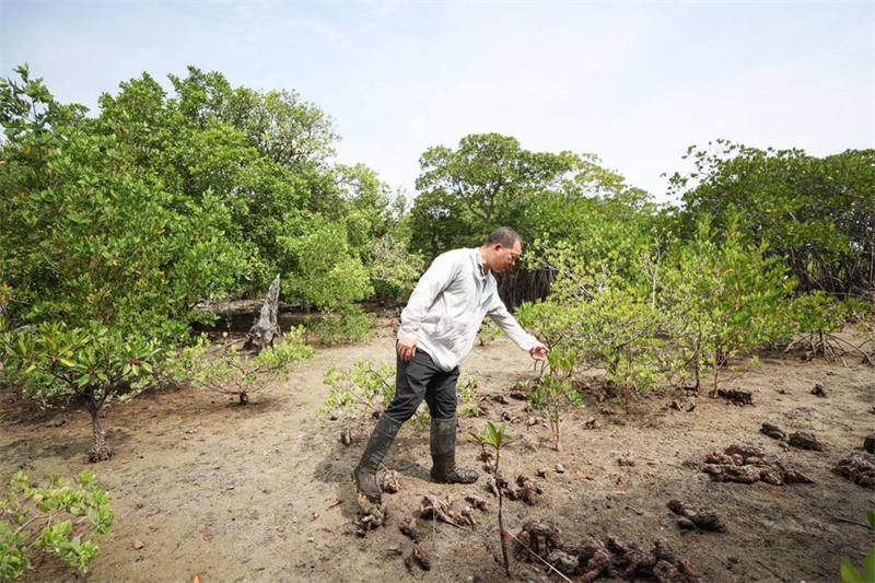 Απειλούμενο φυτό ανακάμπτει χάρη στην επαγγελματική προστασία στη Χαϊνάν της νότιας Κίνας