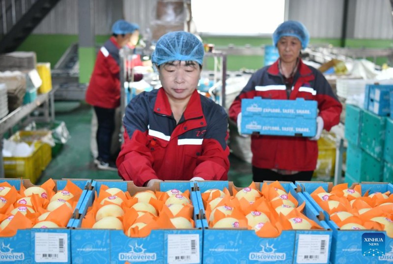 Εργάτες συσκευάζουν φρέσκα αχλάδια στην εταιρεία Dongfang Fruit στην πόλη Μποτού, στην επαρχία Χεμπέι της βόρειας Κίνας, 7 Μαΐου 2025. 