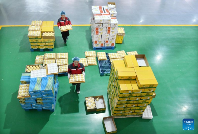 Η Κίνα, μέσω της Χεμπέι εξάγει φρέσκα αχλάδια για πρώτη φορά σε χώρα της Νότιας Αμερικής