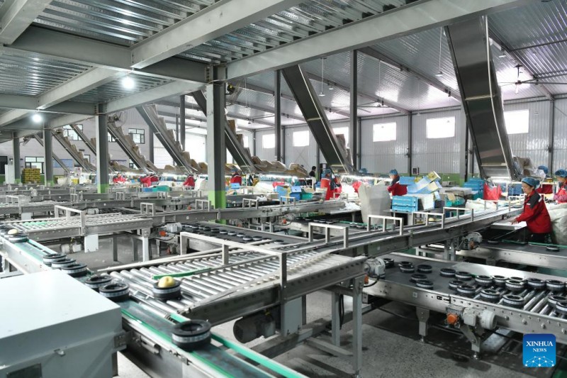 Η Κίνα, μέσω της Χεμπέι εξάγει φρέσκα αχλάδια για πρώτη φορά σε χώρα της Νότιας Αμερικής