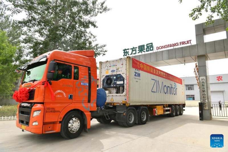 Η Κίνα, μέσω της Χεμπέι εξάγει φρέσκα αχλάδια για πρώτη φορά σε χώρα της Νότιας Αμερικής