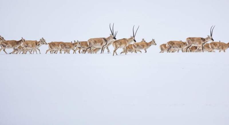 Η πόλη Ναγκτσού της Σιττζάνγκ προωθεί τον αστικό καλλωπισμό στη «στέγη του κόσμου»
