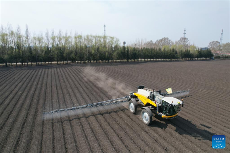 Εναέριο drone φωτογραφία τραβηγμένη στις 8 Μαΐου 2025 δείχνει ένα γεωργικό μηχάνημα να επεξεργάζεται το έδαφος σε χωράφι αγροτικής εταιρείας του Ομίλου Beidahuang, στη βορειοανατολική επαρχία Χεϊλονγκτζιάνγκ της Κίνας. (Φωτογραφία / Xinhua)