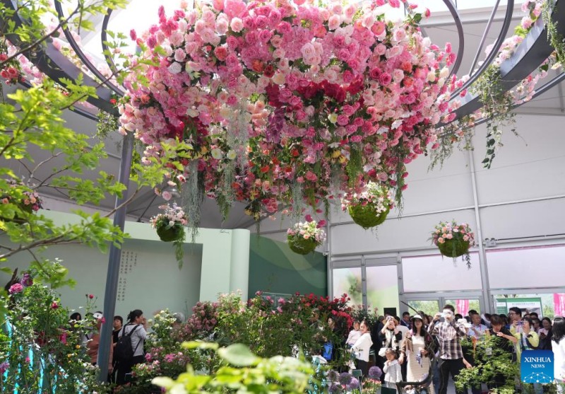 Τουρίστες παρατηρούν κινεζικά τριαντάφυλλα στο 9ο Διεθνές Συμπόσιο για την Έρευνα και Καλλιέργεια Τριαντάφυλλου στην Περιοχή Mentougou του Πεκίνου, πρωτεύουσα της Κίνας, 11 Μαΐου 2025. 