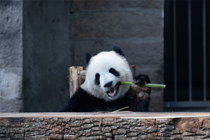 Τα γιγάντια πάντα απολαμβάνουν τη ζωή τους στο Τσονγκτσίνγκ