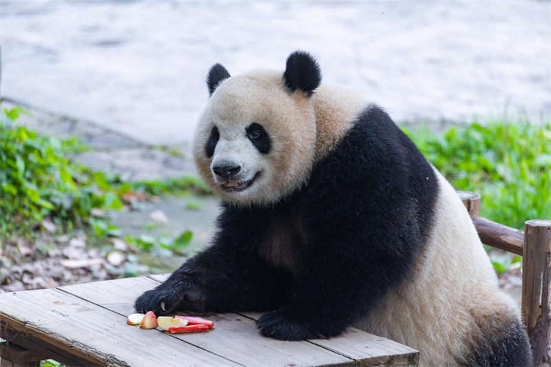 Τα γιγάντια πάντα απολαμβάνουν τη ζωή τους στο Τσονγκτσίνγκ