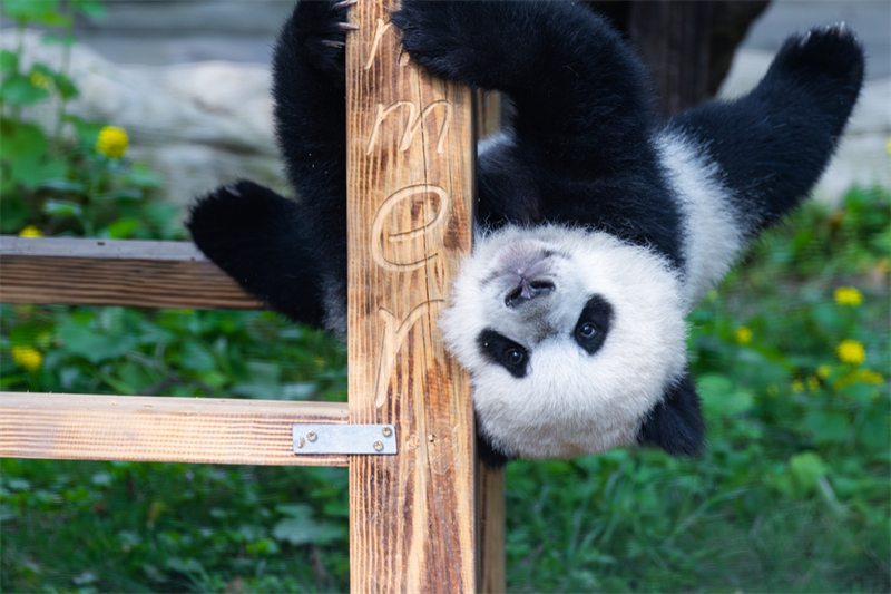 Τα γιγάντια πάντα απολαμβάνουν τη ζωή τους στο Τσονγκτσίνγκ