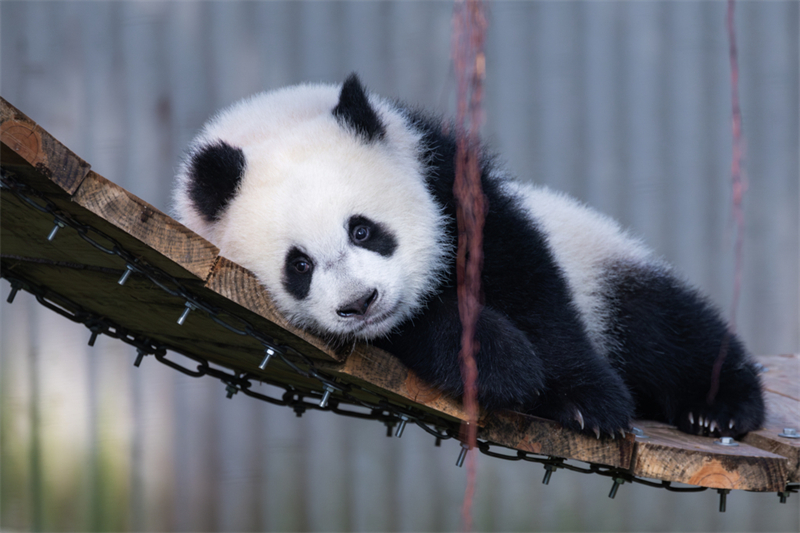 Τα γιγάντια πάντα απολαμβάνουν τη ζωή τους στο Τσονγκτσίνγκ