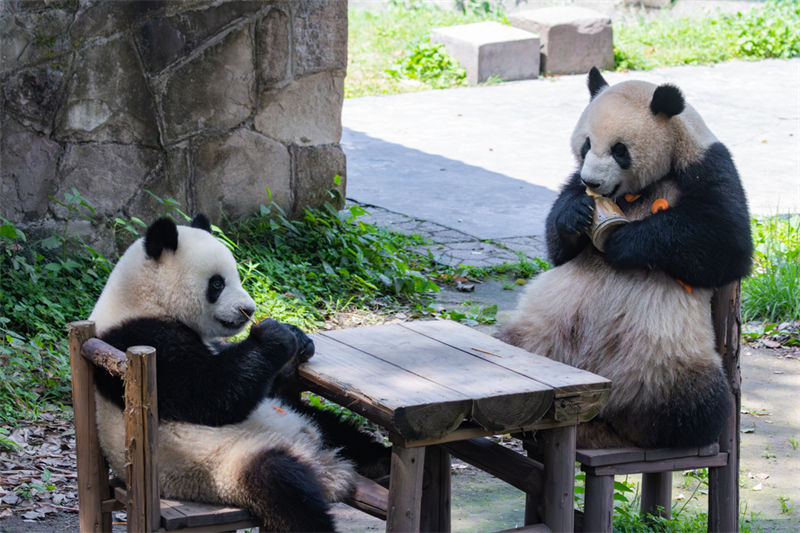 Τα γιγάντια πάντα απολαμβάνουν τη ζωή τους στο Τσονγκτσίνγκ