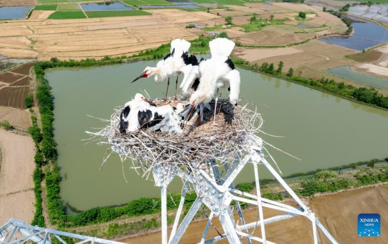 Μια φωτογραφία από drone που τραβήχτηκε στις 21 Μαΐου του 2025 δείχνει λευκούς πελαργούς να φροντίζουν τα νεοσσά τους στην κορυφή ενός πύργου μετάδοσης στην κομητεία Χουοτσιό (Huoqiu), στην επαρχία Ανχουέι, της ανατολικής Κίνας.