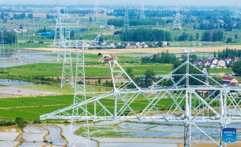 Αναβολή κατασκευής για την προστασία των λευκών πελαργών στην περιοχή Ανχουέι της Κίνας