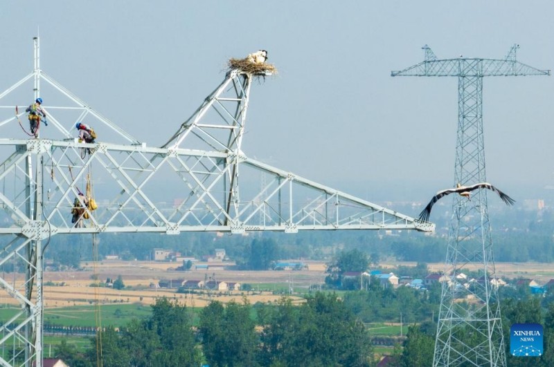 Αναβολή κατασκευής για την προστασία των λευκών πελαργών στην περιοχή Ανχουέι της Κίνας