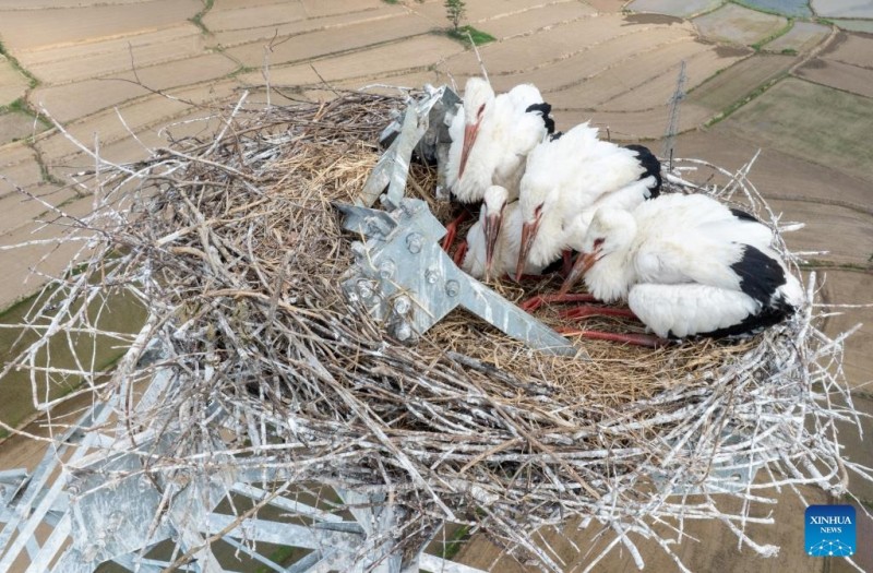 Αναβολή κατασκευής για την προστασία των λευκών πελαργών στην περιοχή Ανχουέι της Κίνας