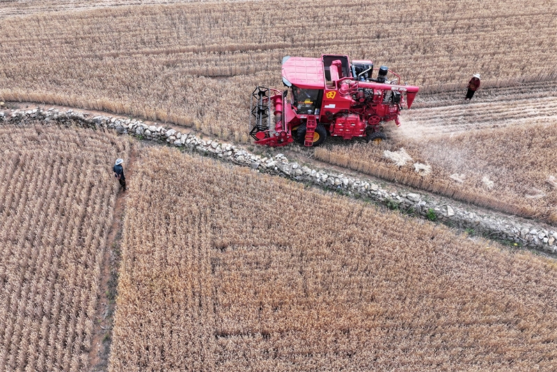 Επαρχία Σαντόνγκ: Το θερισμένο σιτάρι δείχνει μια άφθονη «πρώτη συγκομιδή»