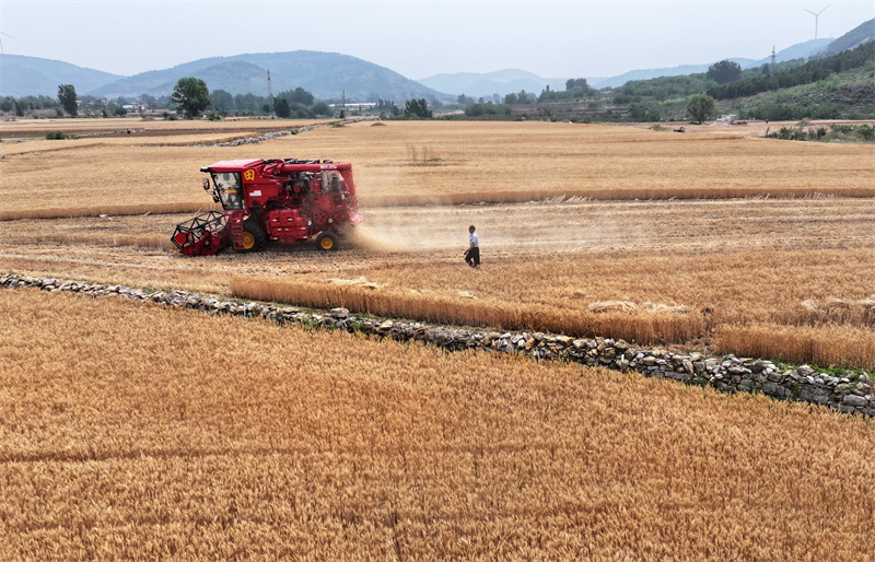 Επαρχία Σαντόνγκ: Το θερισμένο σιτάρι δείχνει μια άφθονη «πρώτη συγκομιδή»