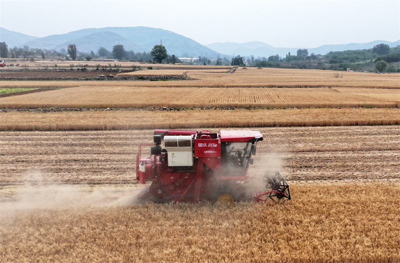 Επαρχία Σαντόνγκ: Το θερισμένο σιτάρι δείχνει μια άφθονη «πρώτη συγκομιδή»