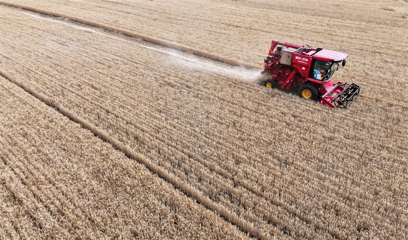 Επαρχία Σαντόνγκ: Το θερισμένο σιτάρι δείχνει μια άφθονη «πρώτη συγκομιδή»