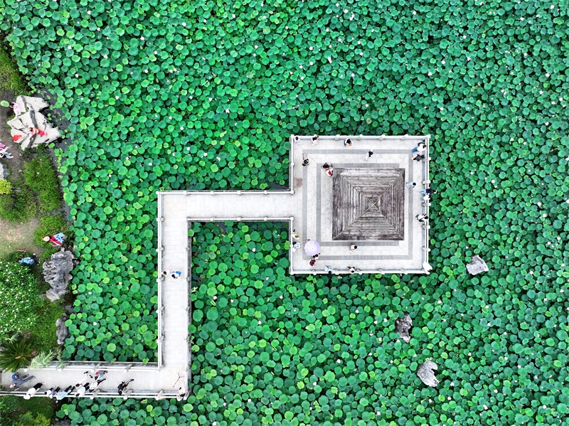 Πόλη Νανίνγκ: Άνθη λωτού σε πλήρη άνθιση προσελκύουν τουρίστες