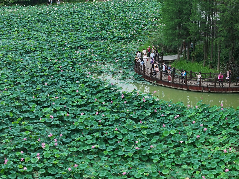 Πόλη Νανίνγκ: Άνθη λωτού σε πλήρη άνθιση προσελκύουν τουρίστες