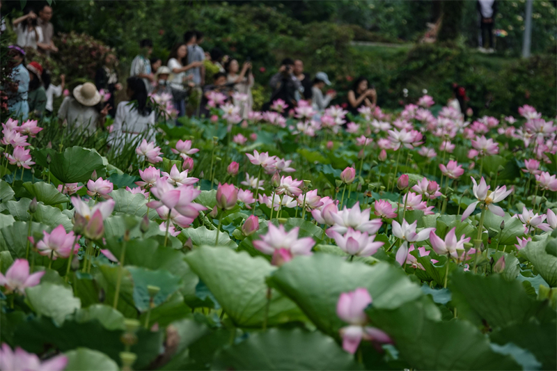 Πόλη Νανίνγκ: Άνθη λωτού σε πλήρη άνθιση προσελκύουν τουρίστες
