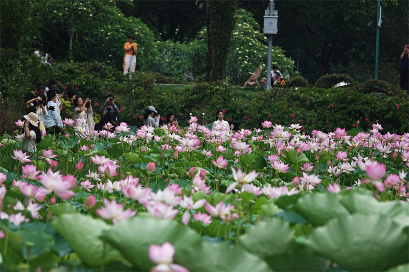 Πόλη Νανίνγκ: Άνθη λωτού σε πλήρη άνθιση προσελκύουν τουρίστες
