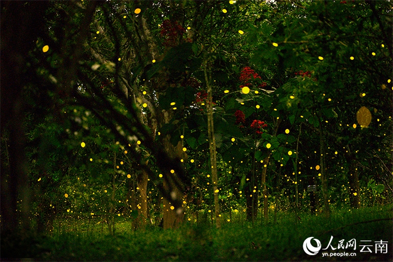 Οι πυγολαμπίδες προσφέρουν ένα εντυπωσιακό θέαμα φωτός στον Τροπικό Βοτανικό Κήπο Σισουανγκμπαννά (Xishuangbanna), στην επαρχία Γιουνάν της νοτιοδυτικής Κίνας, δημιουργώντας μια παραμυθένια ατμόσφαιρα. (Φωτογραφία / Λαϊκή Καθημερινή Online)