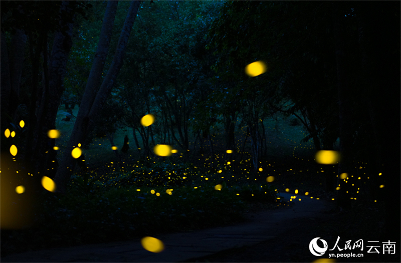 Πυγολαμπίδες προσφέρουν ένα εντυπωσιακό θέαμα φωτός στον Τροπικό Βοτανικό Κήπο Σισουανγκμπαννά