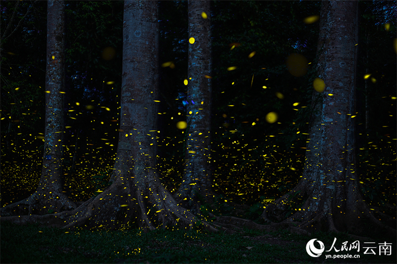 Πυγολαμπίδες προσφέρουν ένα εντυπωσιακό θέαμα φωτός στον Τροπικό Βοτανικό Κήπο Σισουανγκμπαννά