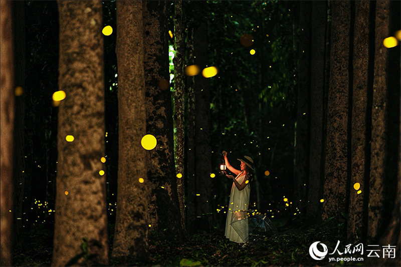 Πυγολαμπίδες προσφέρουν ένα εντυπωσιακό θέαμα φωτός στον Τροπικό Βοτανικό Κήπο Σισουανγκμπαννά