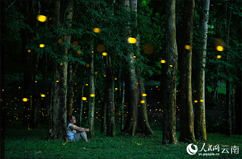 Πυγολαμπίδες προσφέρουν ένα εντυπωσιακό θέαμα φωτός στον Τροπικό Βοτανικό Κήπο Σισουανγκμπαννά