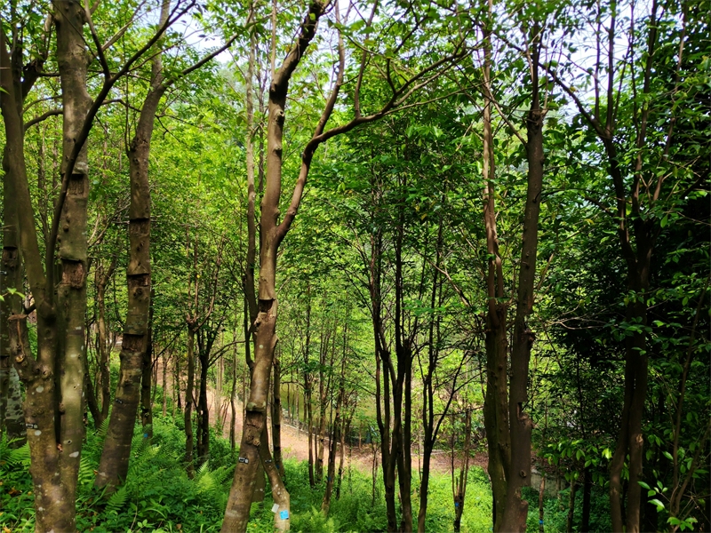 Το Πάρκο Προστασίας Άυλης Πολιτιστικής Κληρονομιάς Γκουανσιάνγκ στο Όρος Νταλίνγκ (Daling) στην πόλη Ντονγκουάν (Dongguan), της επαρχίας Γκουαντόνγκ (Guangdong), είναι μια από τις πιο συγκεντρωμένες περιοχές για την καλλιέργεια δέντρων Γκουανσιάνγκ στην πόλη Ντονγκουάν. (Φωτογραφία / Λαϊκή Καθημερινή Online)