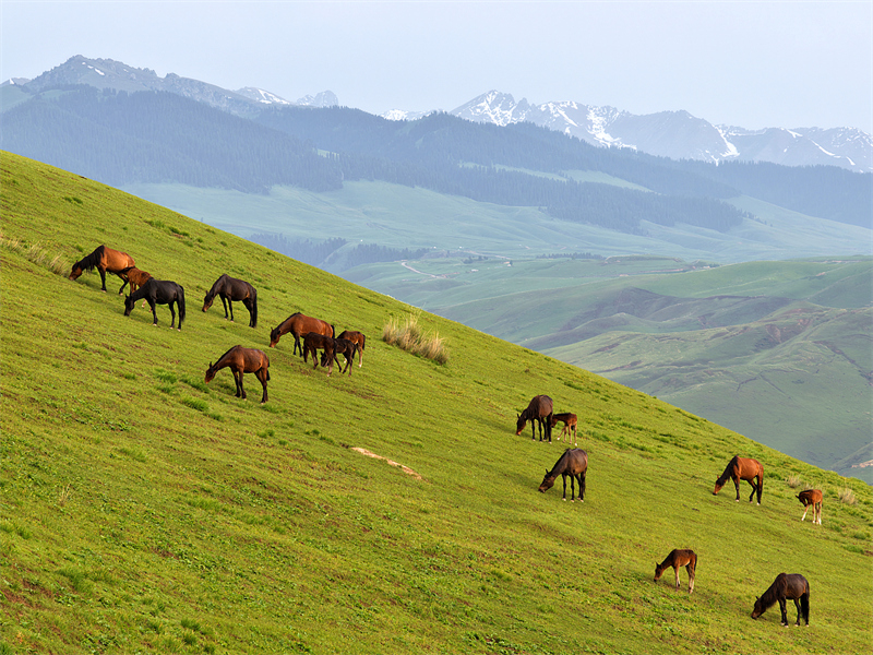 Αυτόνομη Περιφέρεια Σιντζιάνγκ: Η ομορφιά των λιβαδιών Καλατζούν στις αρχές του καλοκαιριού