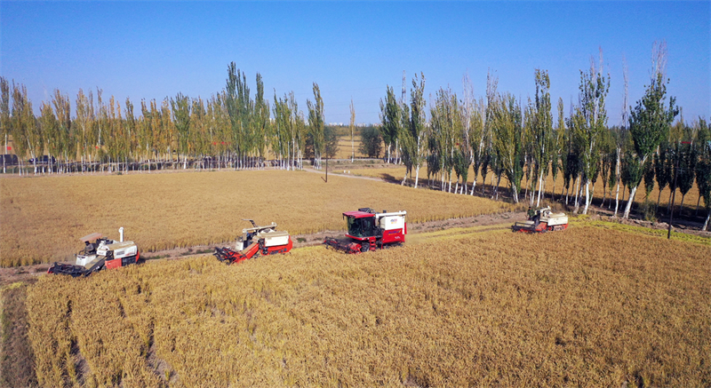 Μαζεύοντας ρύζι σε ένα χωράφι στο Κασγκάρ, αυτόνομη περιοχή Σιντζιάνγκ Ουιγκούρ της βορειοδυτικής Κίνας. (Φωτογραφία / ChinaDaily)
