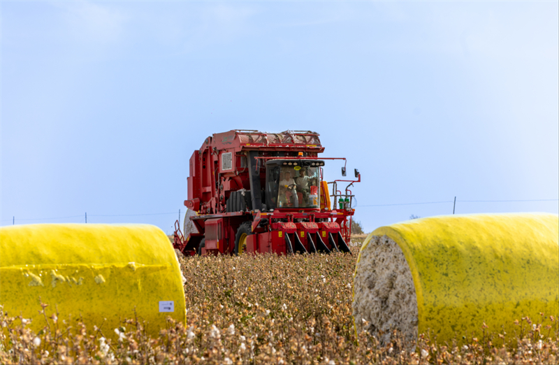 Εικόνες καλής συγκομιδής από το Σιντζιάνγκ