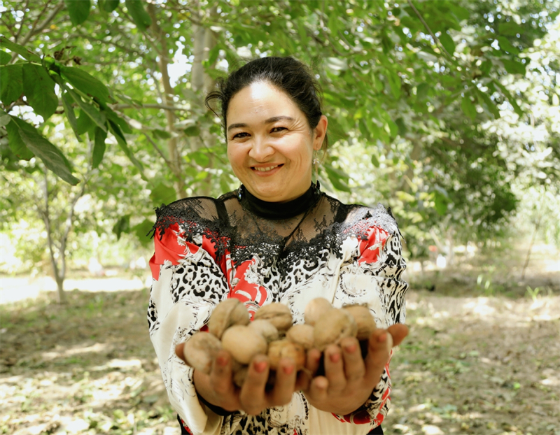 Εικόνες καλής συγκομιδής από το Σιντζιάνγκ