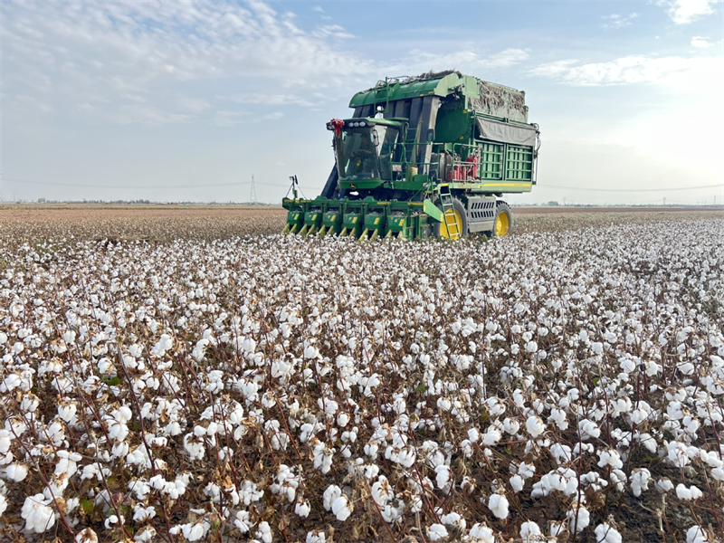Εικόνες καλής συγκομιδής από το Σιντζιάνγκ