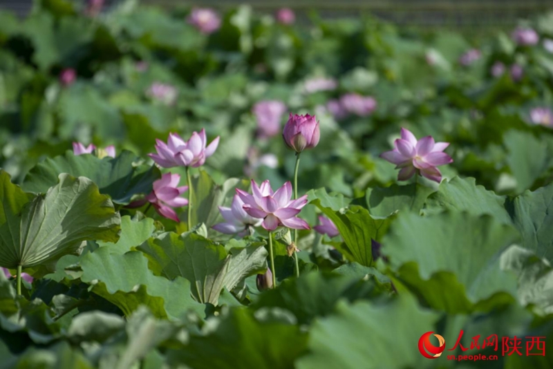 Αεροφωτογραφία του Πάρκου Υγροτόπων Τιενχάν. (Φωτογραφία / Xinhua)