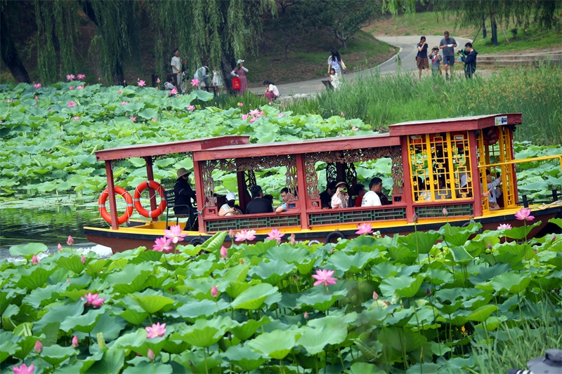 Πεκίνο: Απολαμβάνοντας λουλούδια λωτού στο Γιουανμινγκγιουάν