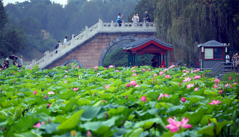 Πεκίνο: Απολαμβάνοντας λουλούδια λωτού στο Γιουανμινγκγιουάν