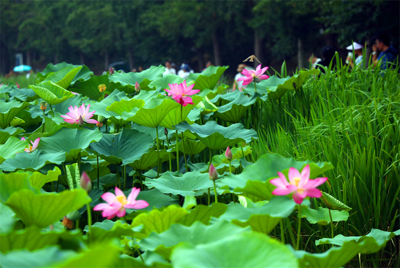 Στις 29 Ιουνίου του 2025, στο Πεκίνο, οι τουρίστες επισκέπτονταν το Γιουανμινγκγιουάν και απολάμβαναν τα λουλούδια λωτού. (Φωτογραφία / Λαϊκή Καθημερινή Online)