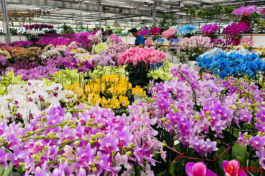 Ανθισμένες ορχιδέες σκώρος στο Κέντρο Εμπορίου Λουλουδιών του Πεκίνου (Φωτογραφία / Λαϊκή Καθημερινή Online)