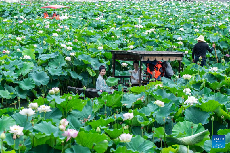 Επισκέπτες κάνουν βόλτα με βάρκα ανάμεσα σε λουλούδια λωτού στην πόλη Λοουντί της επαρχίας Χουνάν, στις 12 Ιουλίου του 2025. (Φωτογραφία / Xinhua)