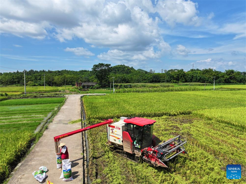 Κινέζοι χωρικοί απασχολούνται με αγροτικές εργασίες