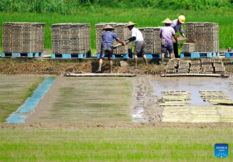 Κινέζοι χωρικοί απασχολούνται με αγροτικές εργασίες