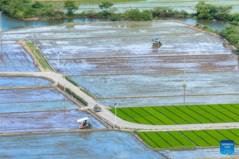 Αεροφωτογραφία από drone που τραβήχτηκε στις 21 Ιουλίου του 2025 δείχνει χωρικούς να οδηγούν μεταφυτευτικές μηχανές για να φυτέψουν φυτά ρυζιού στην πόλη Γιουγιάο της επαρχίας Τζετζιάνγκ. (Φωτογραφία / Xinhua)
